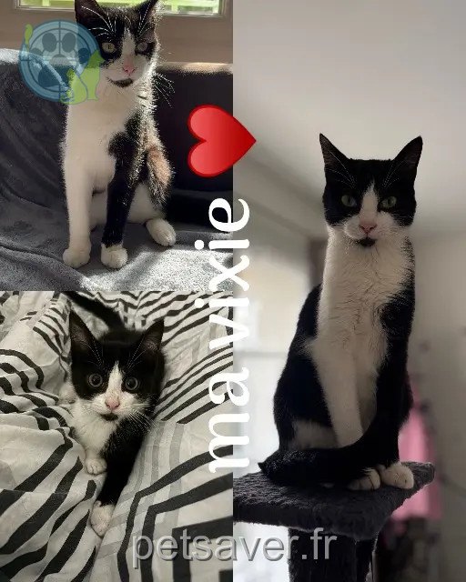 Katze vermisst 17800 Pérignac Vixie Katze lost 17800 Pérignac Vixie