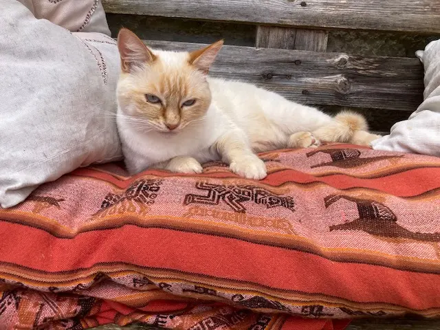 chatte lost   17100 Saintes Vénus