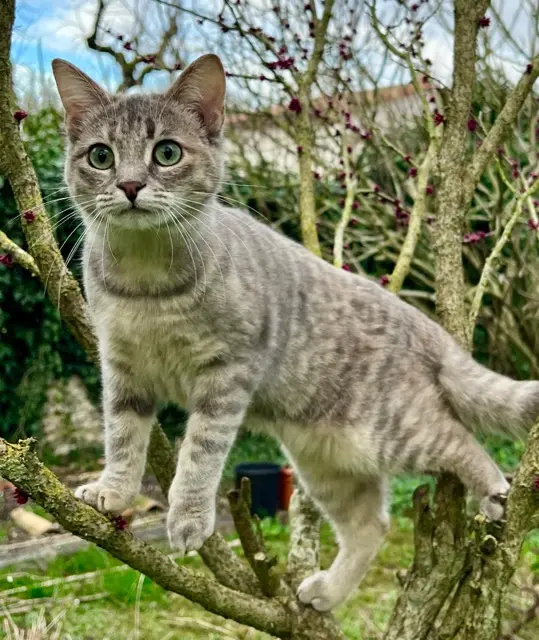 chatte lost   17540 Nuaillé-d'Aunis WAOU