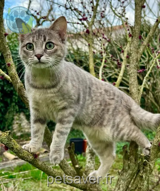 Katze vermisst 17540 Nuaillé-d'Aunis WAOU Katze lost 17540 Nuaillé-d'Aunis WAOU