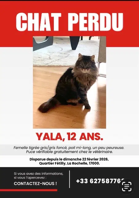 chatte lost   17000 La Rochelle Yala