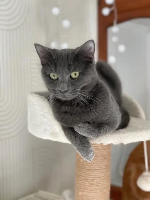 chatte lost   17400 Asnières-la-Giraud Yara