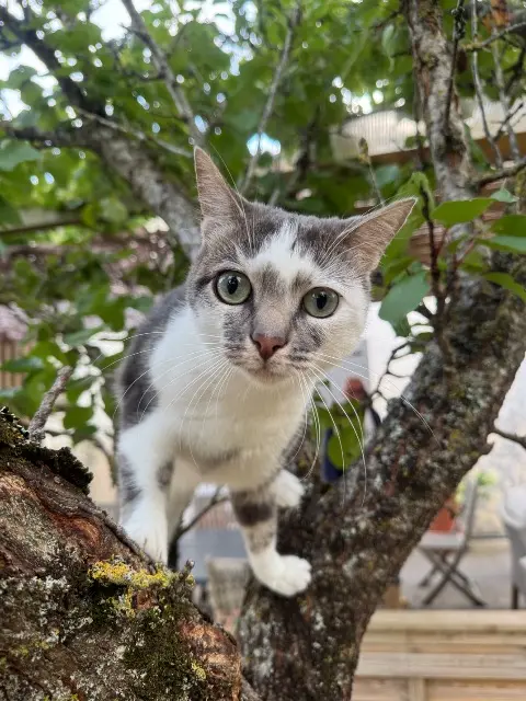 chatte lost   17430 Tonnay-Charente Yoko