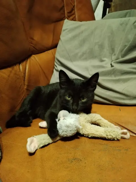 chatte lost   17610 Chaniers yumi