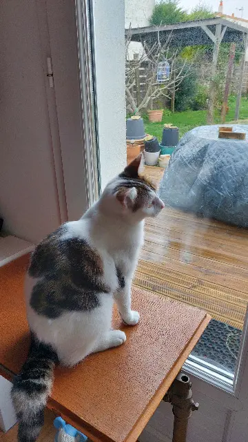 chatte lost   17440 Aytré Zoé