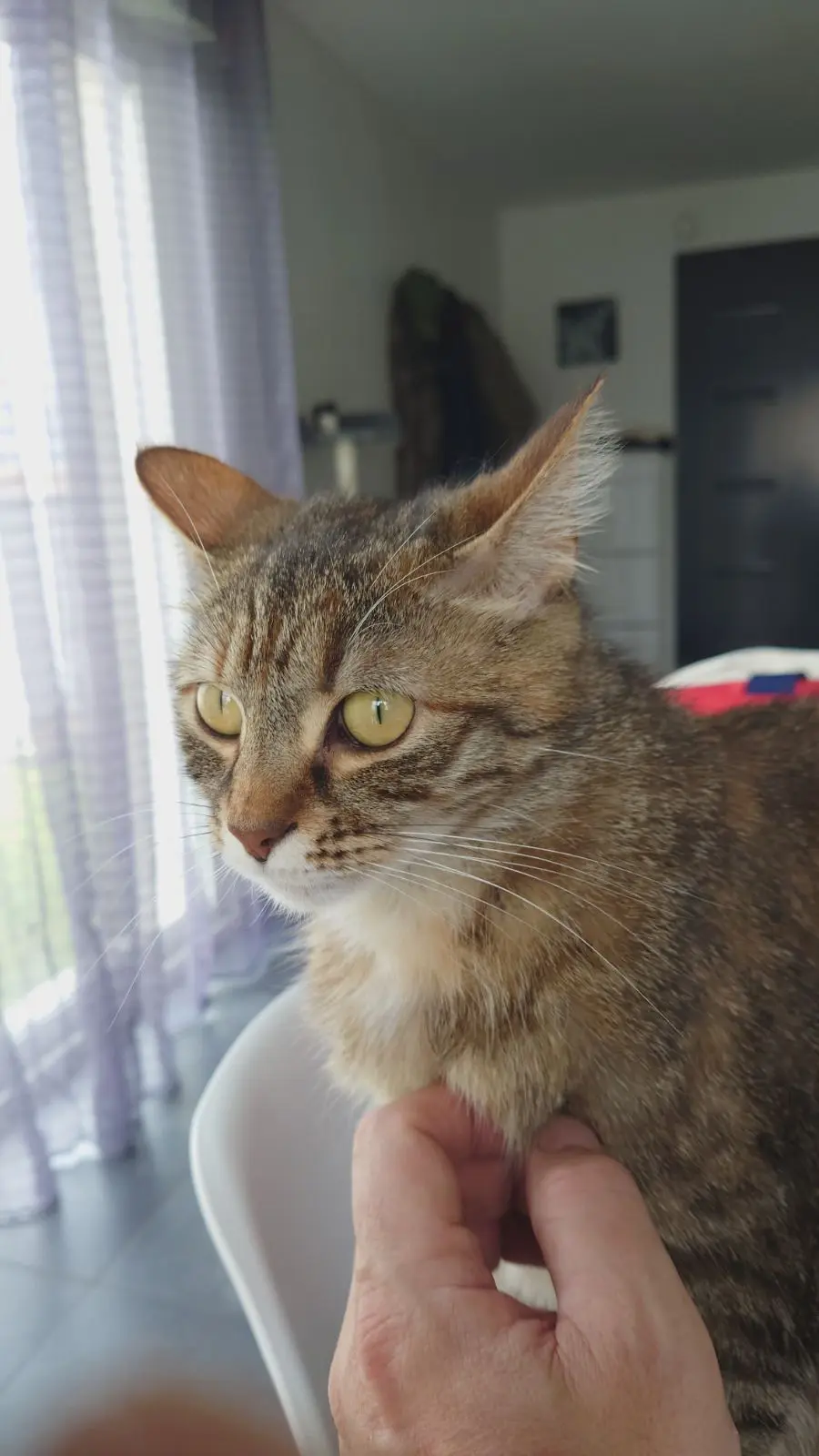 Chatte Perdue 17 Charente-Maritime Chatte Perdue 17 Charente-Maritime