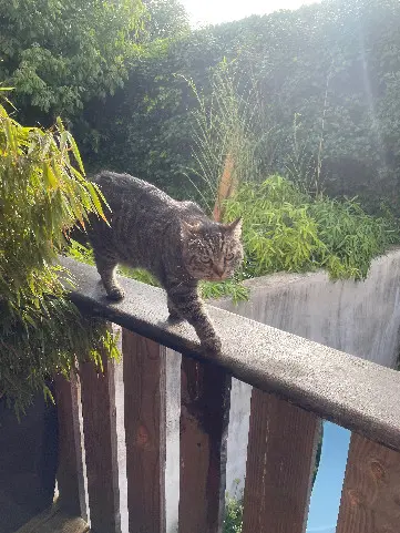 Chatte Perdue 17 Charente-Maritime Chatte Perdue 17 Charente-Maritime
