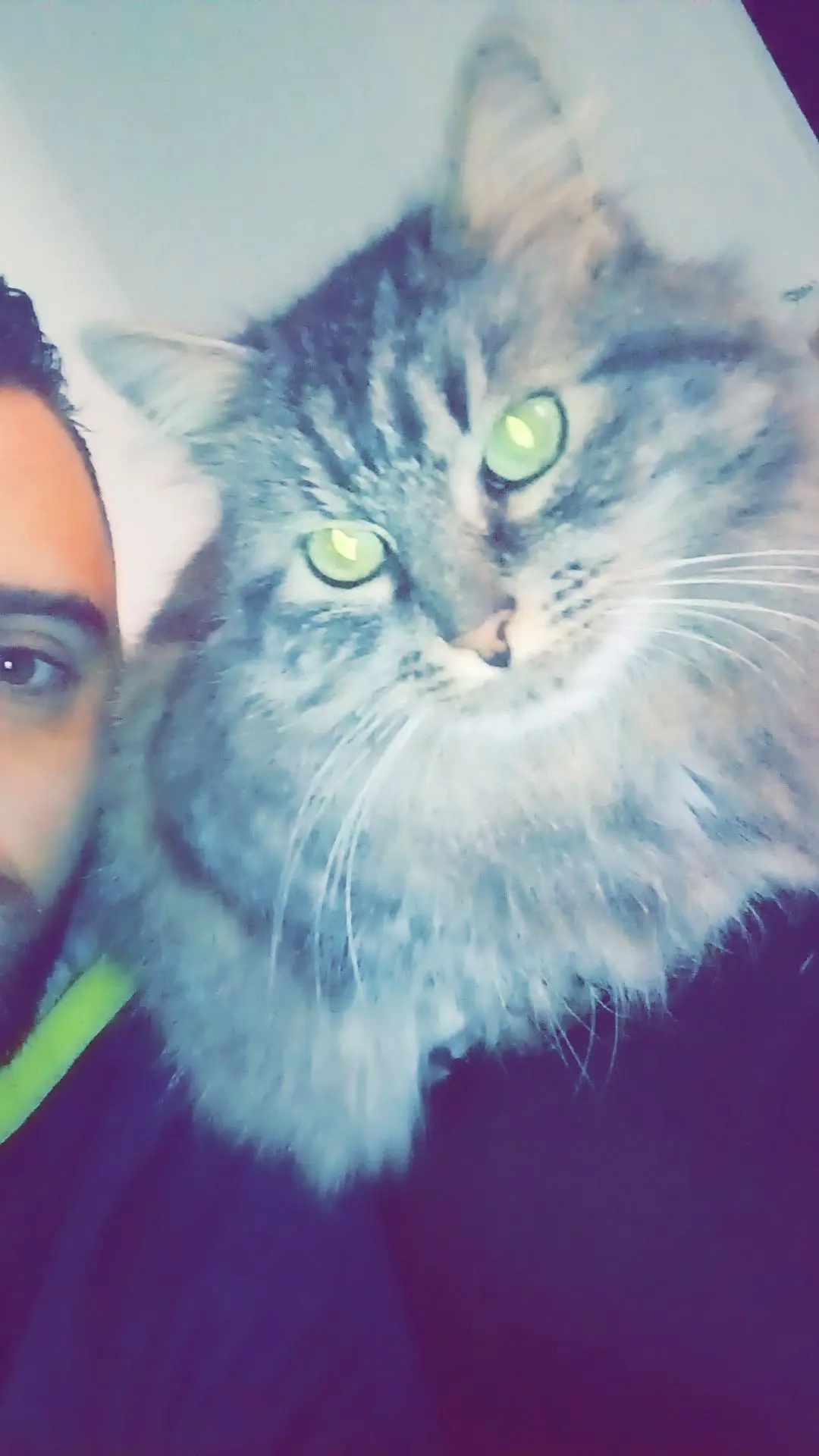 Chatte Perdue 18 Cher Chatte Perdue 18 Cher