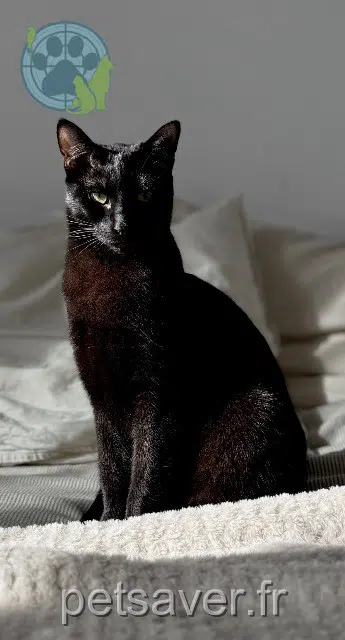 cat lost   18150 Cuffy Bagheera