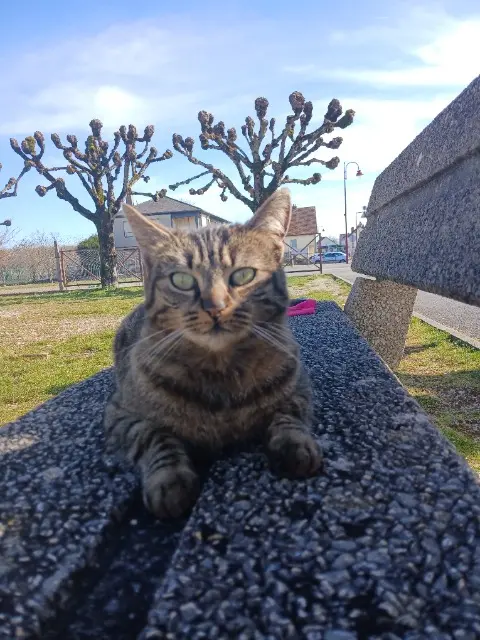 chatte lost   18520 Avord Bagheera