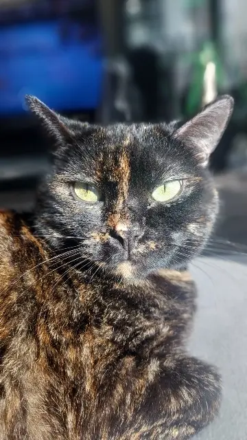 chatte lost   18240 Léré Bernadette