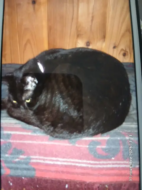 chatte lost   18350 Blet Bianca