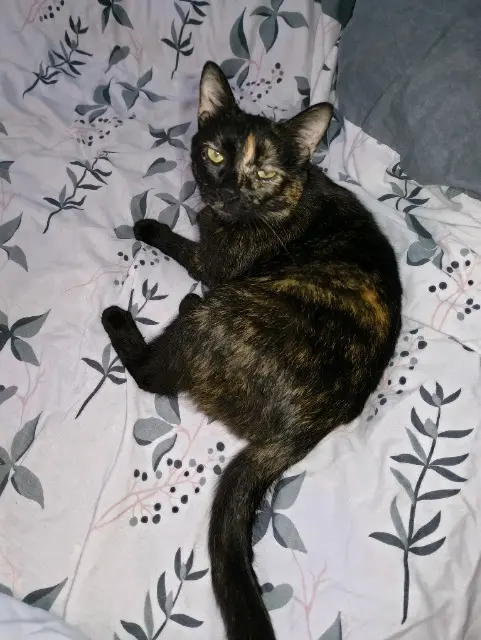 chatte lost   18500 Mehun-sur-Yèvre Calico