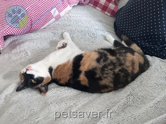 chatte lost   18000 Bourges Calicot