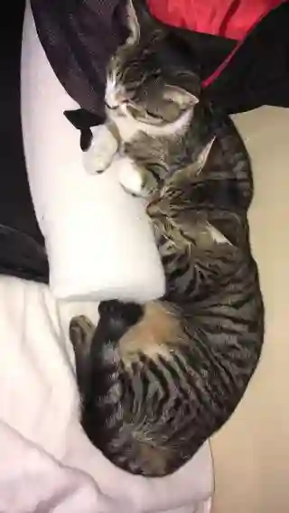 Chatte Perdue 18 Cher - Chocho-et-lassou Chatte Perdue 18 Cher - Chocho-et-lassou