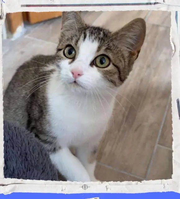 chatte lost   18230 Saint-Doulchard Chouquette