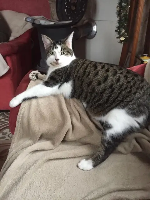 chatte lost   18110 Fussy Fleur