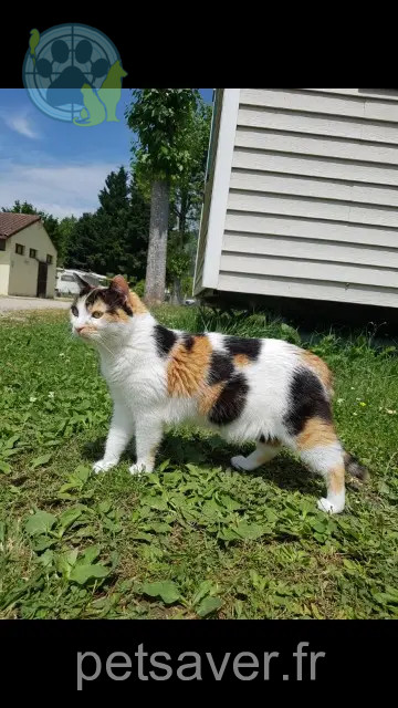 kat vermist 18350 Ourouer-les-Bourdelins Freya kat lost 18350 Ourouer-les-Bourdelins Freya