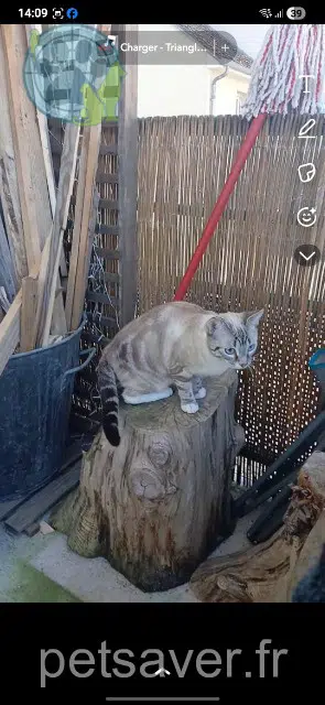 chatte lost   18100 Vierzon Freyja