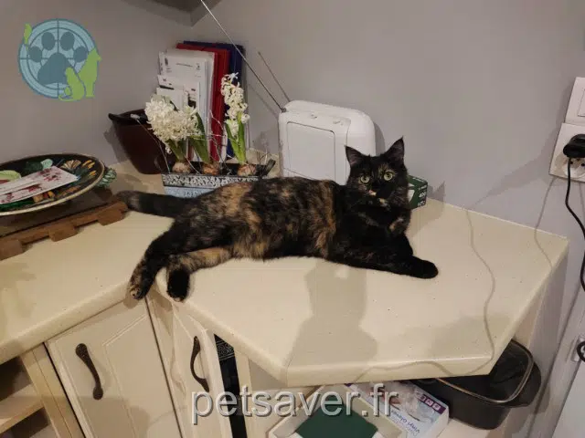 Katze lost 18340 Lissay-Lochy Gisèle