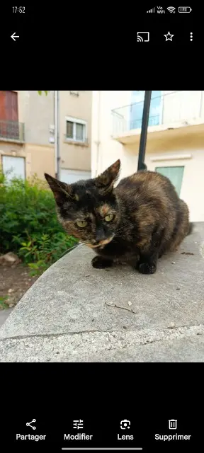 chatte lost   18100 Vierzon Hildegarde