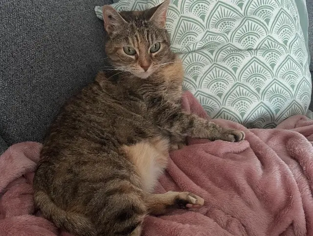 chatte lost   18570 La Chapelle-Saint-Ursin Iris