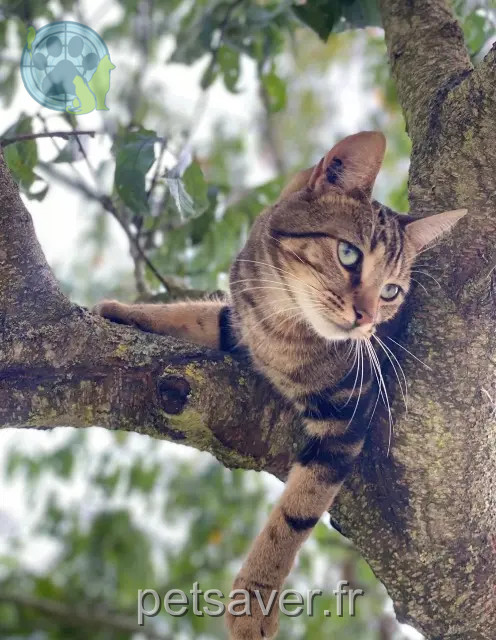 cat lost 18340 Saint-Germain-des-Bois Iron cat lost 18340 Saint-Germain-des-Bois Iron