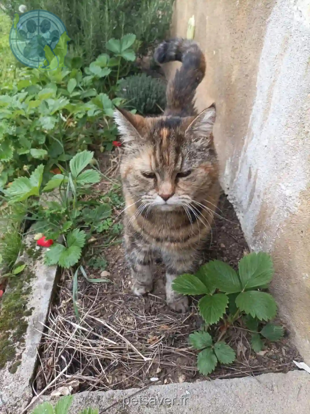 Chatte Perdue 18 Cher - Khala Chatte Perdue 18 Cher - Khala