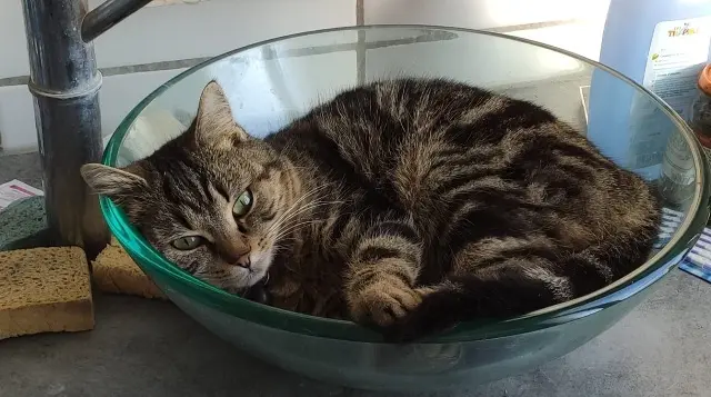 chatte lost   18230 Saint-Doulchard Luna