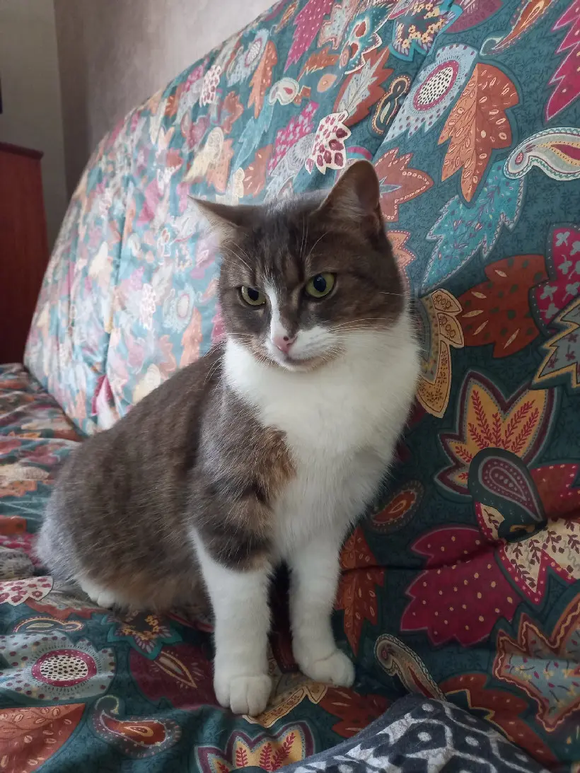 Chatte Perdue 18 Cher - Minette Chatte Perdue 18 Cher - Minette