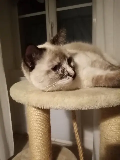 chatte lost   18190 Châteauneuf-sur-Cher NOA