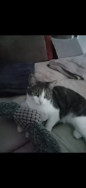 chatte lost   18340 Saint-Just Pilou