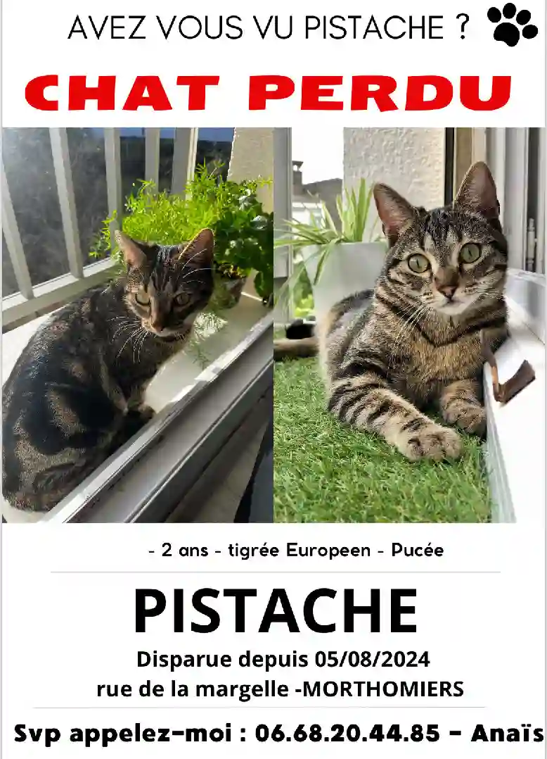 Chatte Perdue 18 Cher - Pistache Chatte Perdue 18 Cher - Pistache