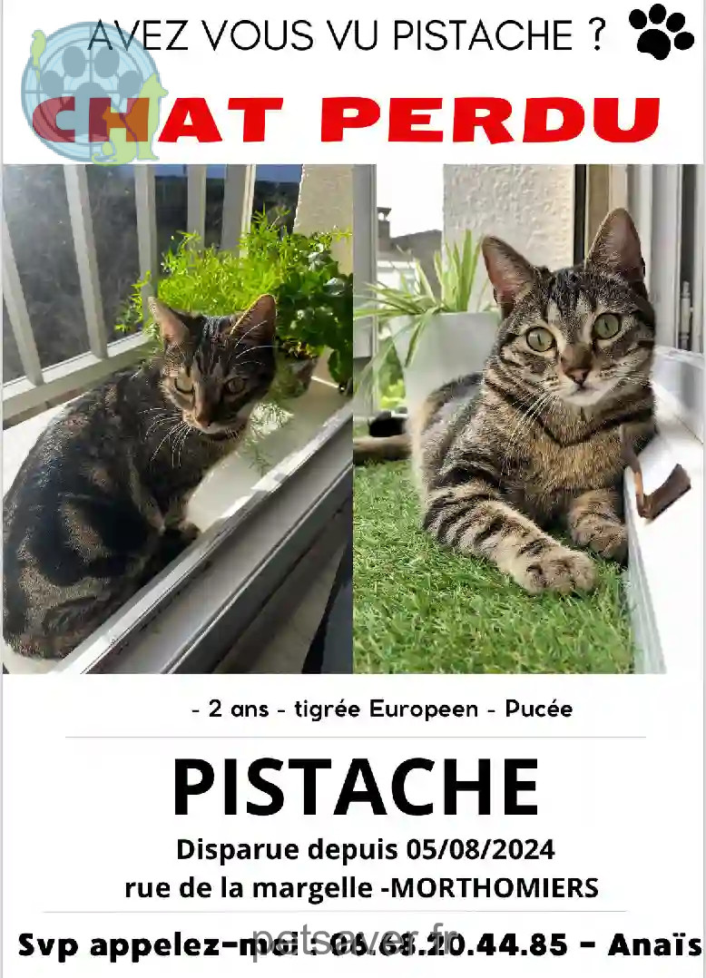 Chatte Perdue 18 Cher - Pistache Chatte Perdue 18 Cher - Pistache
