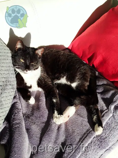 chatte lost   18570 La Chapelle-Saint-Ursin Pixel