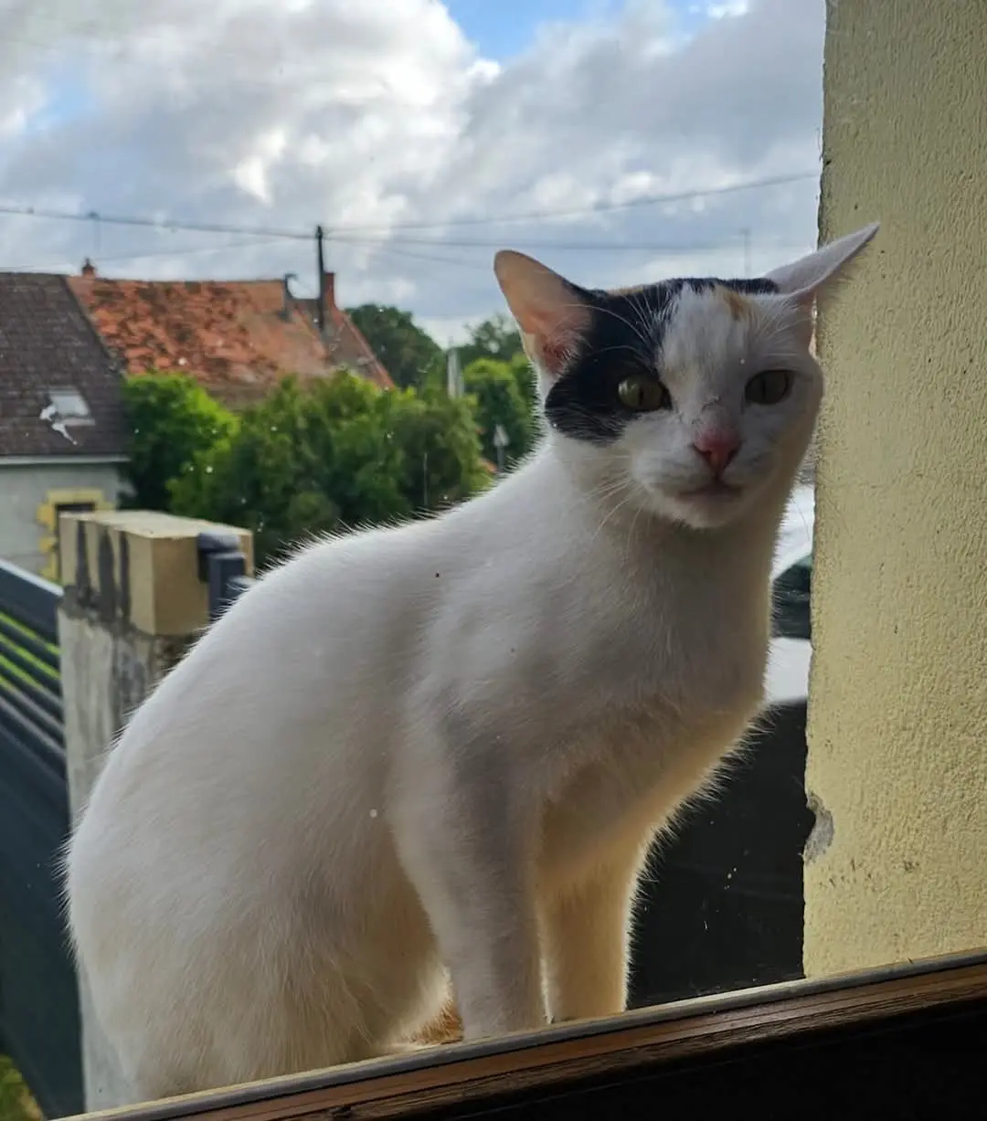 Chatte Perdue 18 Cher - Priska Chatte Perdue 18 Cher - Priska