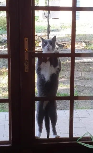 chatte lost   18000 Bourges Toundra