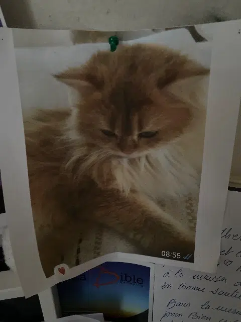 chatte lost   18220 Saint-Céols Ulya