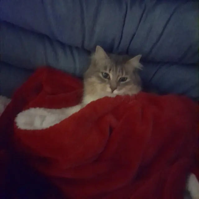 chatte lost   18500 Mehun-sur-Yèvre Utopie