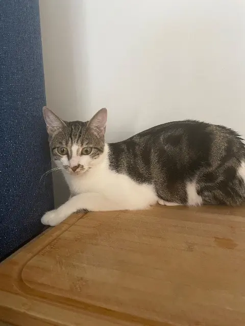 chatte lost   18520 Bengy-sur-Craon Violette