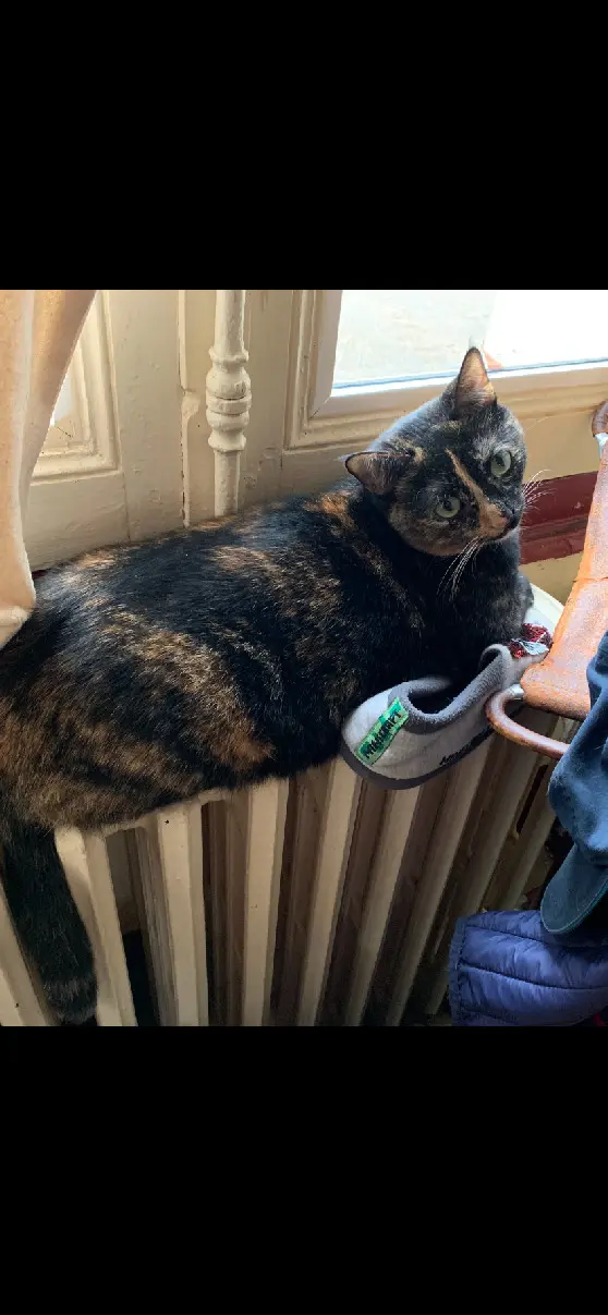 Chatte Perdue 18 Cher Chatte Perdue 18 Cher