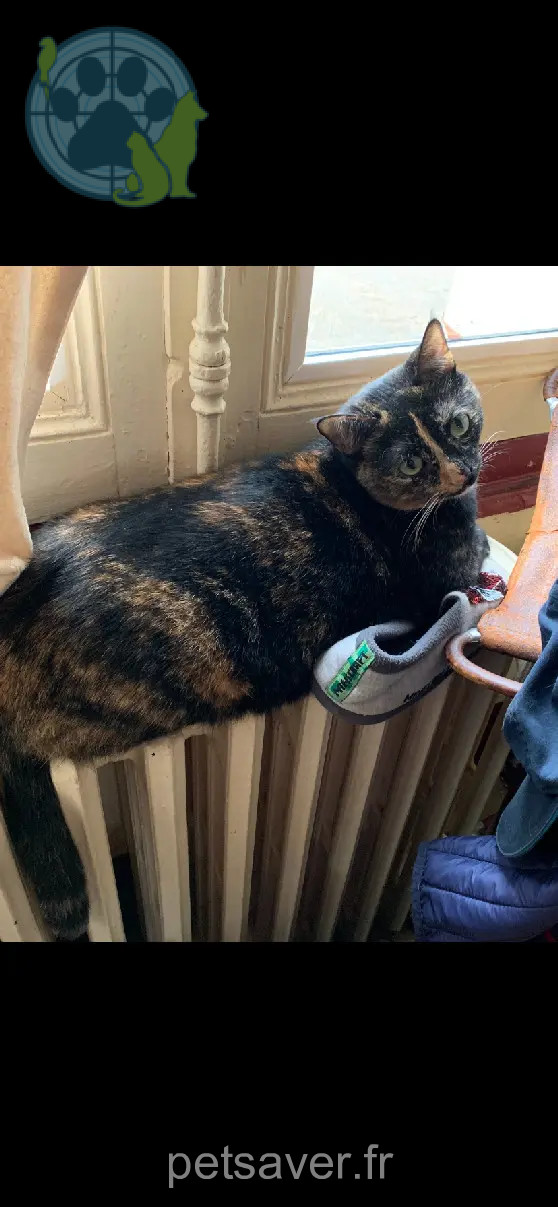 Chatte Perdue 18 Cher Chatte Perdue 18 Cher