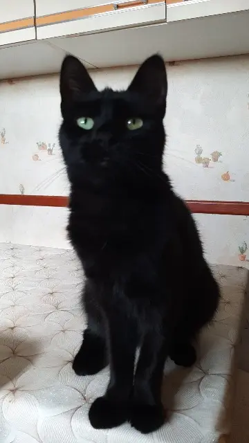 chatte lost   18390 Saint-Germain-du-Puy Yara