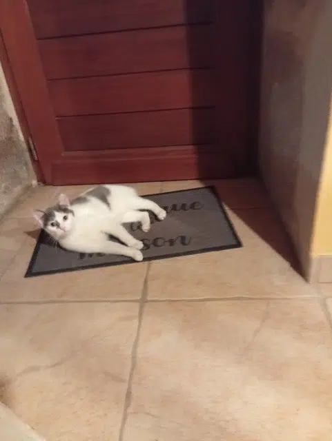 chatte lost   19200 Valiergues Alba