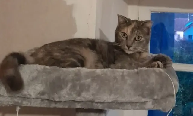 chatte lost   19120 Altillac Djaïa