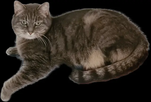 chatte lost   19100 Brive-la-Gaillarde Eyra