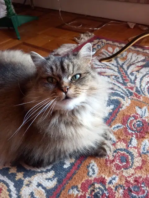 chatte lost   19110 Bort-les-Orgues Fripouille