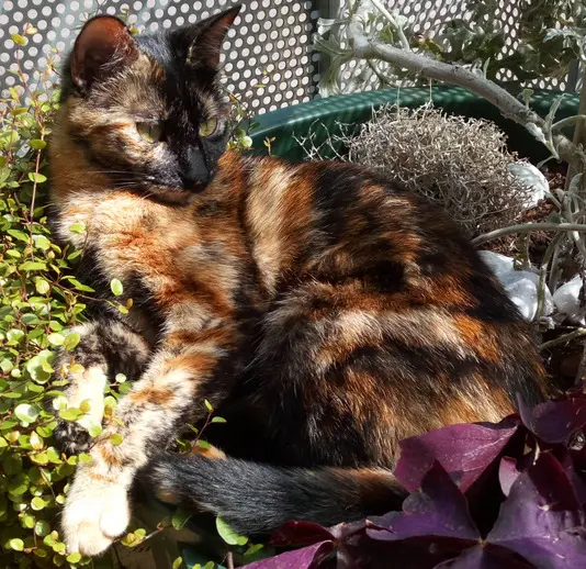 chatte lost   19360 Malemort Saga