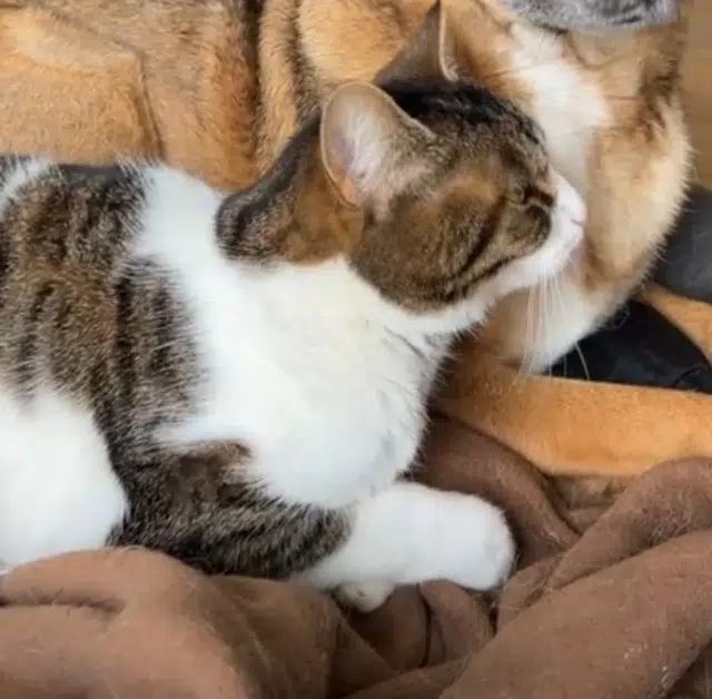 chatte lost   19140 Uzerche Many