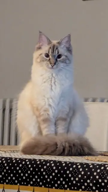 chatte lost   19100 Brive-la-Gaillarde Milkha